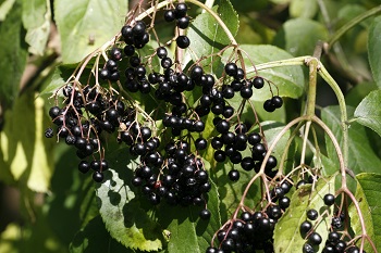 Elderberry Weight Loss Benefits