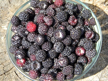 black raspberries for weight loss