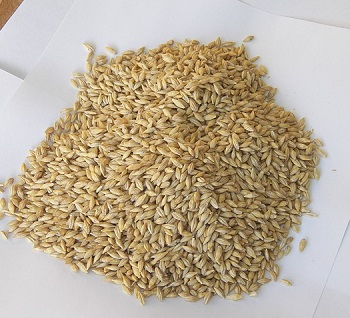 Barley for Weight Loss