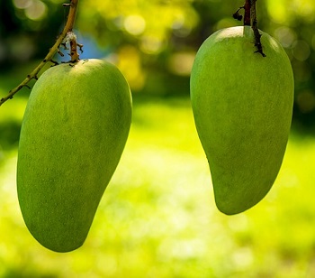 African mango extract and weight loss